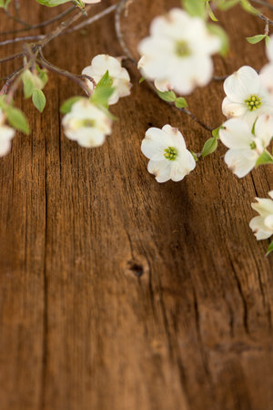 dogwood flowers on a wood tableの写真素材