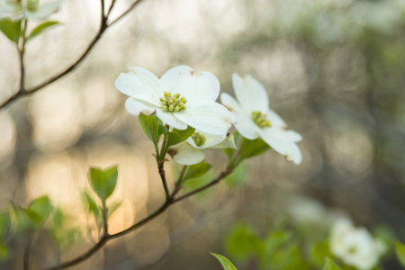 a spring dogwood flower on a treeの写真素材