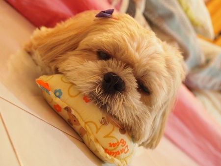 Sleepy shih tzuの写真素材