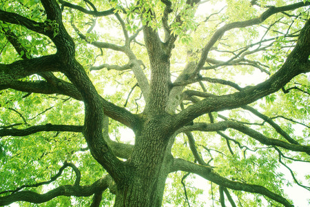 Big tree in a forest. Fresh green and ecology