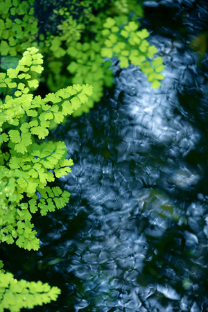Fern by the waterside. Maidenhairの写真素材