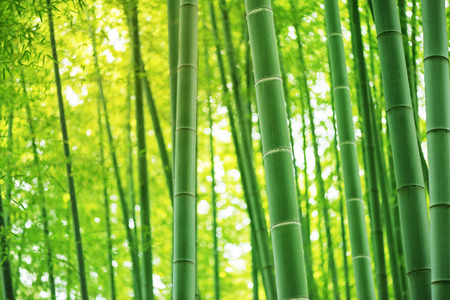 Bamboo forest, Tourism.の写真素材