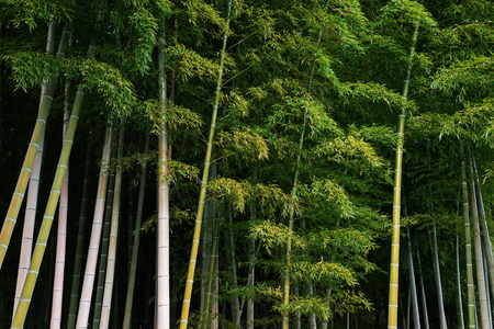 Bamboo forest, Tourism.の写真素材