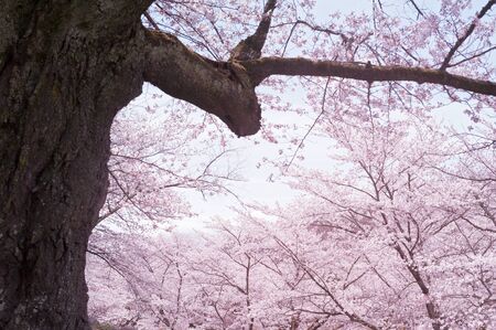 Flower of a cherry tree. Japan.Tourismの写真素材