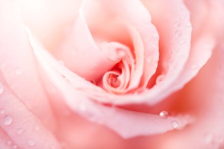Rose and close-upの写真素材