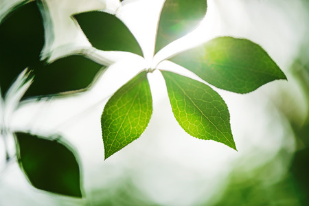Leaf and vein. Photosynthesis and ecologyの写真素材