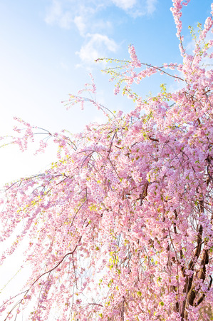 Cherry blossoms, Japanese spring view.の写真素材