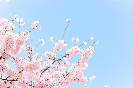 Cherry blossoms, Japanese spring view.の写真素材