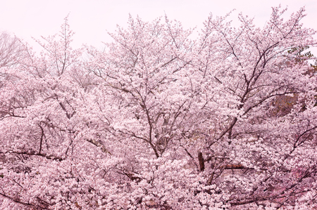 Cherry blossoms, Japanese spring view.の写真素材