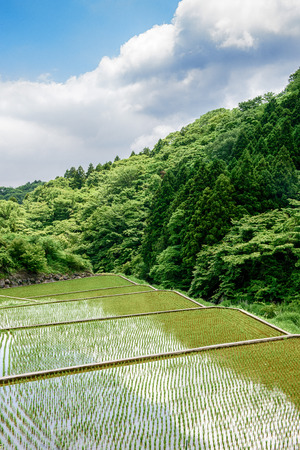 Paddy field and rice planting season.の写真素材