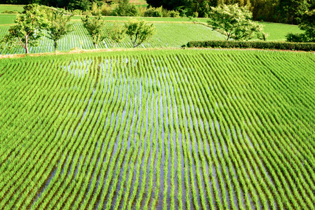 Paddy field and rice planting season.の写真素材