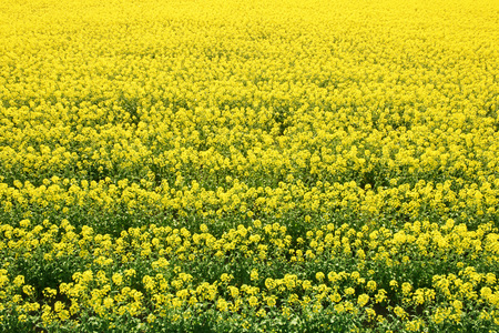 Rape blossoms, fields of spring flowers.の写真素材