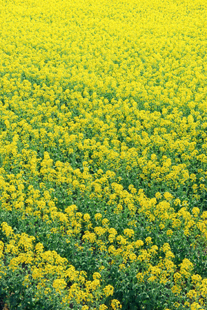 Rape blossoms, fields of spring flowers.の写真素材