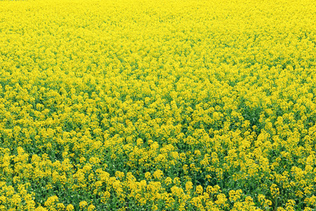 Rape blossoms, fields of spring flowers.の写真素材