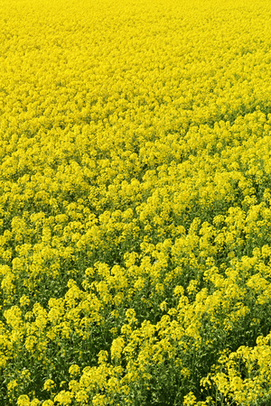 Rape blossoms, fields of spring flowers.の写真素材
