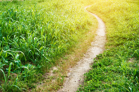 The path of steppe, a sunny stroll road.の写真素材