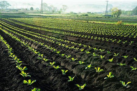 Lettuce field, early morning landscapeの写真素材