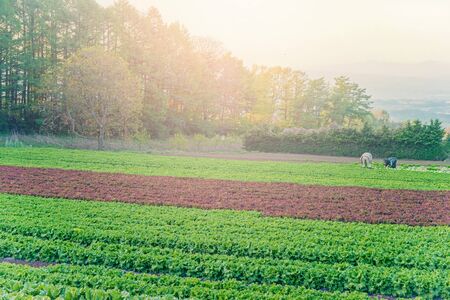 Lettuce field, early morning harvesting workの写真素材