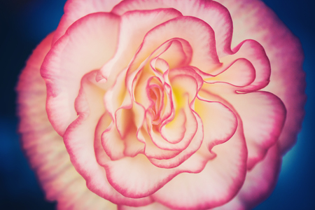 Begonia flower. Closeup of petals.の写真素材