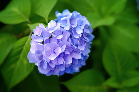 Hydrangea, Japanese rainy season. Heart shape.