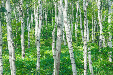 White birch forest. Fresh green trees.の写真素材