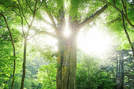 Big tree in a forest, and ecologyの写真素材
