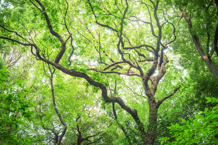 Tree, Forest, Camphor tree, Ecology, Fresh green.の写真素材