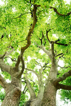Tree, Forest, Camphor tree, Ecology, Fresh green.の写真素材