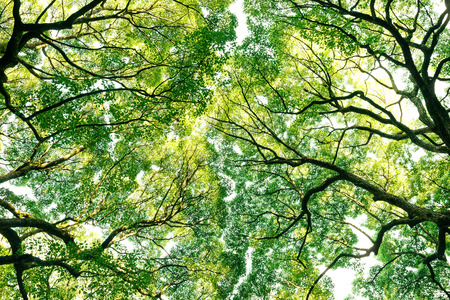 Tree, Forest, Camphor tree, Ecology, Fresh green.の写真素材