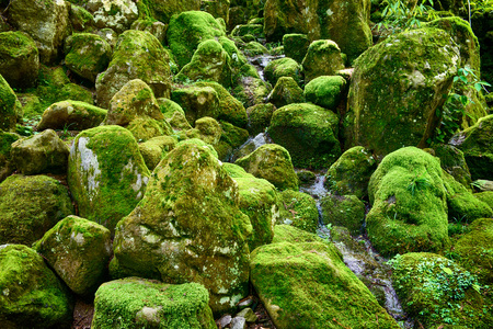 Stones in the forest, Stone covered with green moss.の写真素材