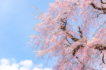 Cherry blossoms, Japanese landscape.の写真素材