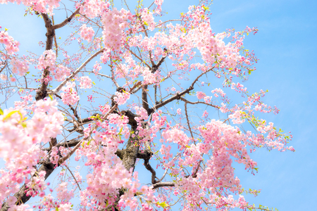 Cherry blossoms, Japanese landscape.の写真素材