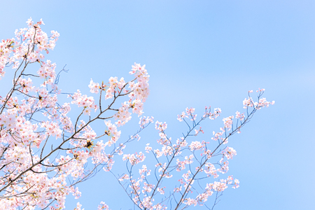 Cherry blossoms, Japanese landscape.の写真素材