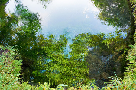 Beautiful water plants and clear water.の写真素材
