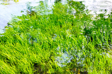 Beautiful water plants and clear water.の写真素材