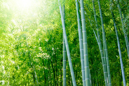 Bamboo forest, Japanese bamboo grove.の写真素材