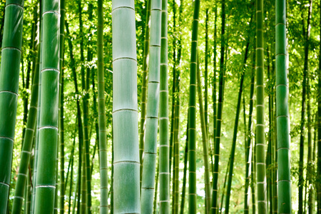 Bamboo forest, Japanese bamboo grove.の写真素材