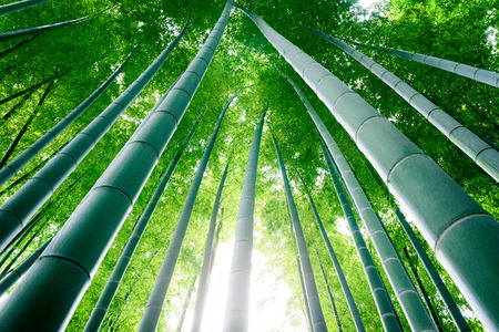 Bamboo forest. Japanese bamboo grove.の写真素材