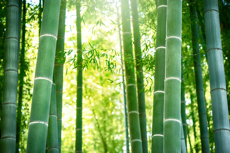 Bamboo forest. Japanese bamboo grove.の写真素材