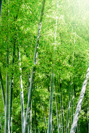 Bamboo forest. Japanese bamboo grove.の写真素材