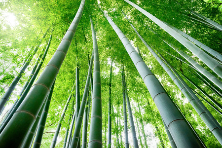 Bamboo forest. Japanese bamboo grove.の写真素材