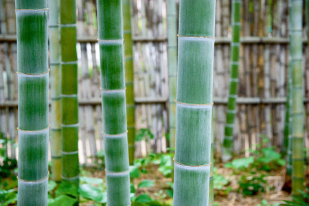 Bamboo forest. Japanese bamboo grove.の写真素材