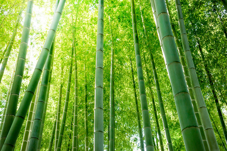 Bamboo forest. Japanese bamboo grove.の写真素材