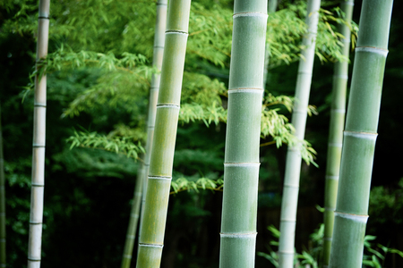 Bamboo forest. Japanese bamboo grove.の写真素材