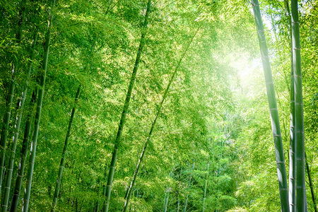 Bamboo forest, Japanese bamboo grove.の写真素材