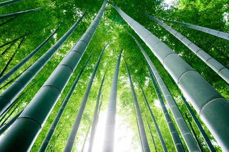 Bamboo forest. Japanese bamboo grove.の写真素材