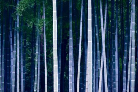Bamboo forest, Japanese bamboo grove.の写真素材