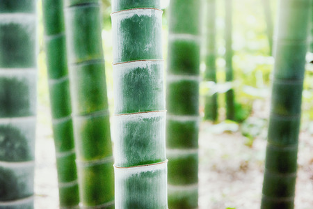 Bamboo forest, Japanese bamboo grove.の写真素材