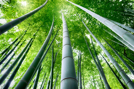 Bamboo forest. Japanese bamboo grove.の写真素材