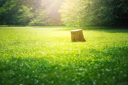 Park, fresh plants, refreshing landscapeの写真素材